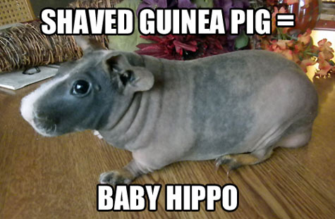 Shaved best sale guinea pig